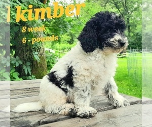 Labradoodle-Poodle (Standard) Mix Puppy for sale in MILLVILLE, MN, USA