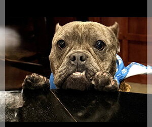 Bulldog-Unknown Mix Dogs for adoption in St. Louis Park, MN, USA