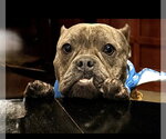Small Bulldog Mix
