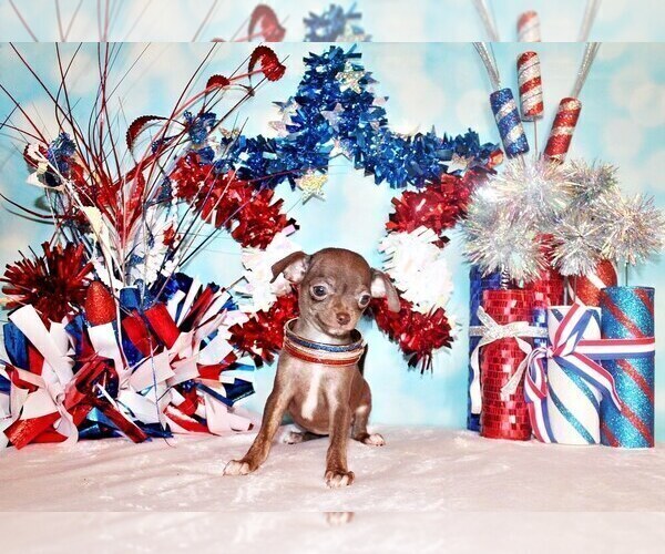 Medium Photo #65 Chihuahua Puppy For Sale in CHARLESTON, AR, USA