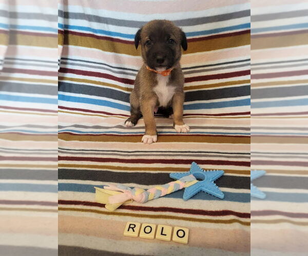 Medium Photo #14 German Shepherd Dog-Unknown Mix Puppy For Sale in Imlay City, MI, USA