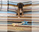 Small #13 German Shepherd Dog Mix