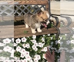 Small Photo #2 Pembroke Welsh Corgi Puppy For Sale in FARLEN, IN, USA