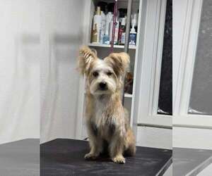 Blaise - Male Mutt Dog for Adoption - Photo #6