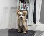 Small Photo #6 Mutt Puppy For Sale in Sandy, UT, USA