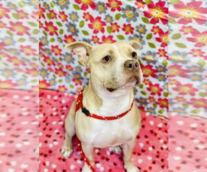 Mutt Dogs for adoption in Jackson , NJ, USA