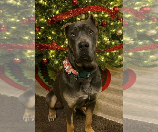 Medium Photo #1 Mutt Puppy For Sale in Fort Collins, CO, USA