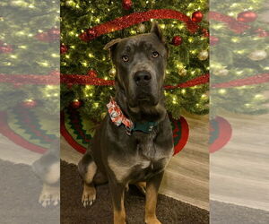 Mutt Dogs for adoption in Fort Collins, CO, USA