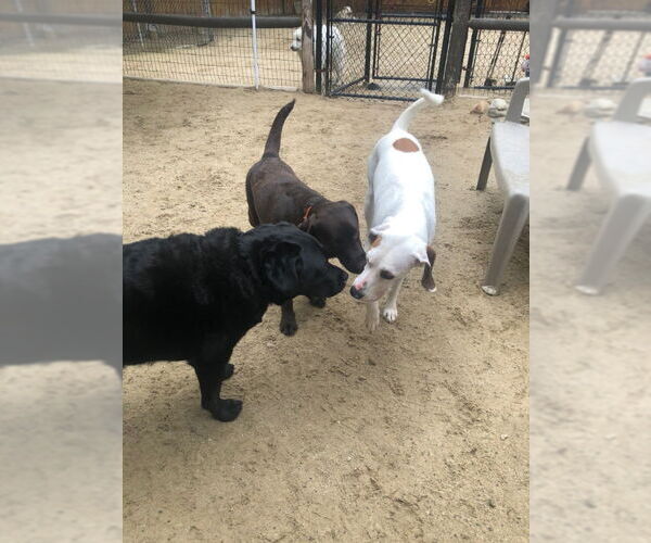 Medium Photo #3 Coonhound-Unknown Mix Puppy For Sale in East Derry, NH, USA