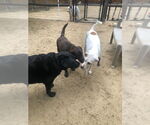Small #2 Coonhound Mix