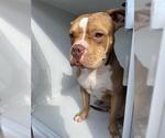 Small Bulldog