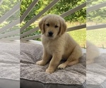 Small #19 Golden Retriever