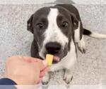 Small #1 Labrador Retriever