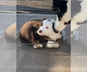 Border-Aussie Puppy for sale in MELBOURNE, AR, USA