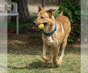 German Shepherd Dog-Great Dane Mix Dogs for adoption in Sacramento, CA, USA