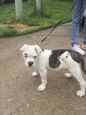 American Bulldog Puppy for sale in EDGEWOOD, MD, USA