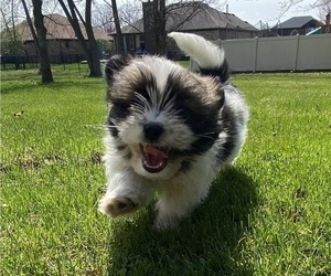 Shih Tzu Dog for Adoption in RICHMOND, Michigan USA