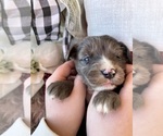 Puppy Alpha Aussiedoodle