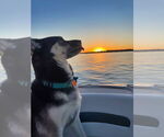 Small #30 Huskies  Mix