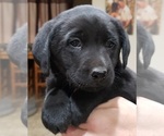 Small Photo #105 Labrador Retriever Puppy For Sale in OLYMPIA, WA, USA