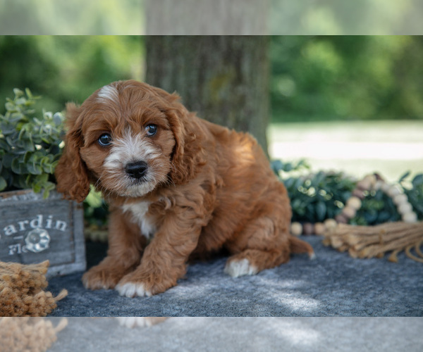 Medium Photo #4 Cavapoo Puppy For Sale in NEW CONCORD, OH, USA