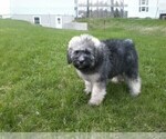 Small Photo #2 Bouvier Des Flandres-Poodle (Standard) Mix Puppy For Sale in LIMA, OH, USA