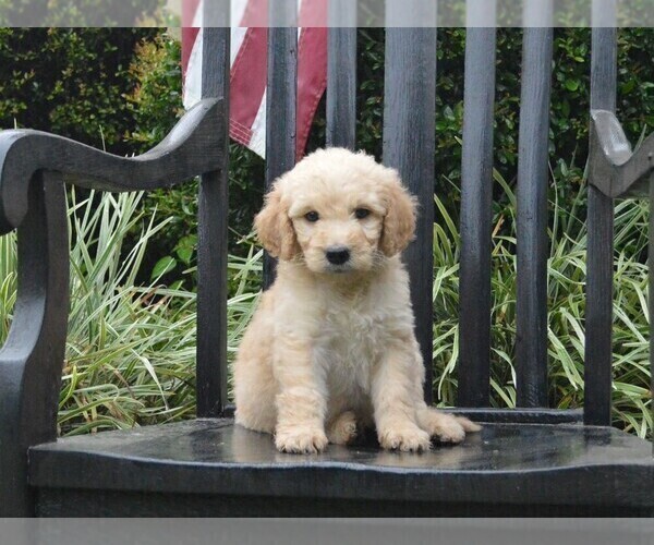 Medium Photo #1 Goldendoodle Puppy For Sale in BERLIN, NJ, USA