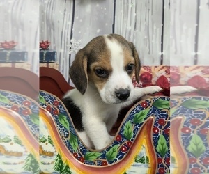 Beagle Puppy for Sale in HAMMOND, Indiana USA