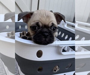 Pug-Unknown Mix Dogs for adoption in Corona, CA, USA