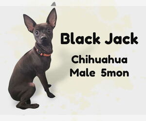 Chihuahua Dogs for adoption in Anchorage, AK, USA