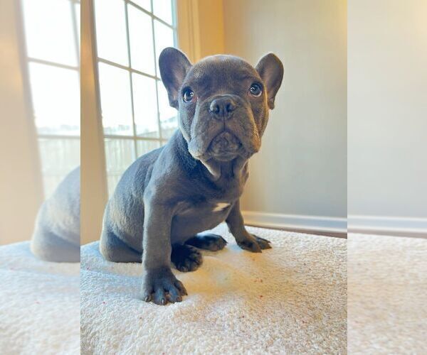 Medium Photo #4 French Bulldog Puppy For Sale in WEST COLUMBIA, SC, USA