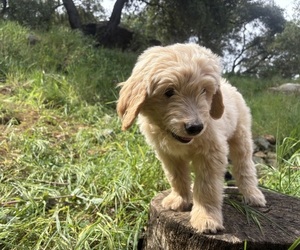 Goldendoodle Puppy for sale in VALLEY CENTER, CA, USA