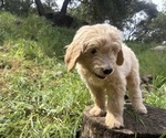 Small Goldendoodle