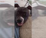 Small #1 Mutt