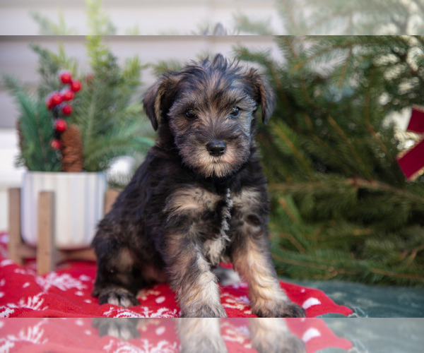 Medium Photo #1 Mutt-Schnauzer (Miniature) Mix Puppy For Sale in DOVER, PA, USA