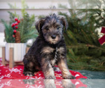 Small Mutt-Schnauzer (Miniature) Mix