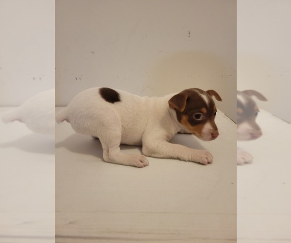 Medium Photo #11 Rat Terrier Puppy For Sale in COLUMBIA, SC, USA
