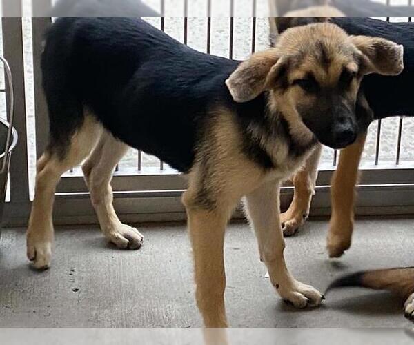 Medium Photo #1 German Shepherd Dog Puppy For Sale in Orange, CA, USA