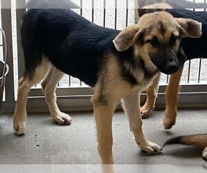 German Shepherd Dog Dogs for adoption in Orange, CA, USA