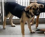 Small German Shepherd Dog