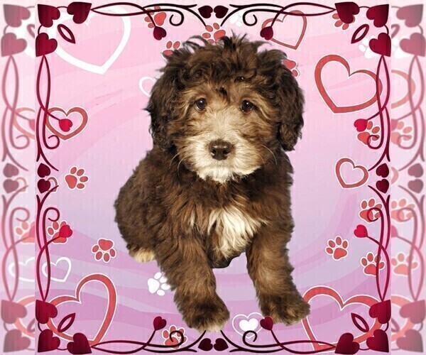 Medium Photo #27 Bernedoodle (Miniature) Puppy For Sale in PEYTON, CO, USA