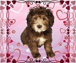 Small Photo #27 Bernedoodle (Miniature) Puppy For Sale in PEYTON, CO, USA