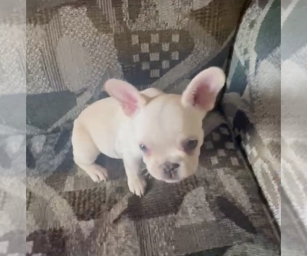 Medium Photo #3 French Bulldog Puppy For Sale in LAS VEGAS, NV, USA