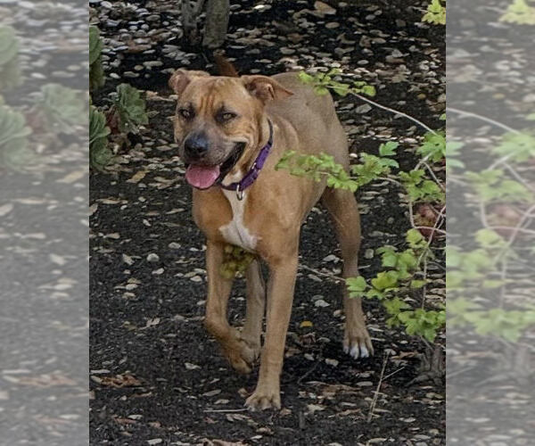 Medium Photo #2 American Pit Bull Terrier Puppy For Sale in Petaluma, CA, USA