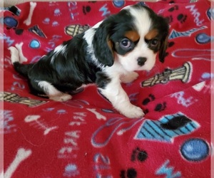 Cavalier King Charles Spaniel Puppy for sale in HUDSON, FL, USA