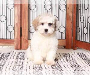 Shih-Poo Puppy for sale in NAPLES, FL, USA