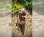 Small #3 Black Mouth Cur-Catahoula Leopard Dog Mix