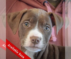 Border Collie-Chocolate Labrador retriever Mix Dogs for adoption in Huntley, IL, USA
