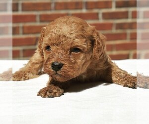 Poodle (Miniature) Puppy for sale in LUCEDALE, MS, USA