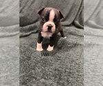 Puppy Will Boston Terrier